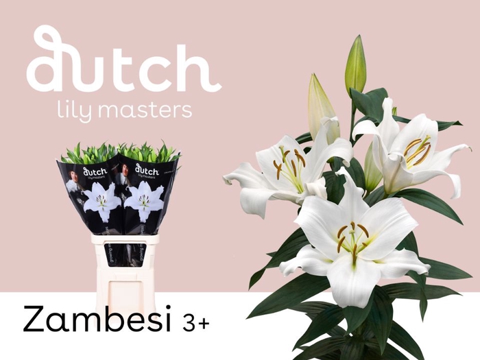 <h4>Li Or Zambesi 3+ Bredefleur</h4>