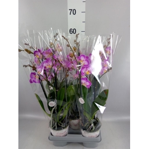 Phalaenopsis  'Sunca Pula'