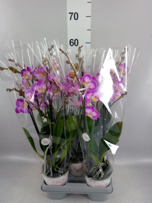 <h4>Phalaenopsis  'Sunca Pula'</h4>
