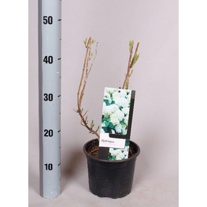 Hydrangea Arborescens 'Annabelle' 17 cm