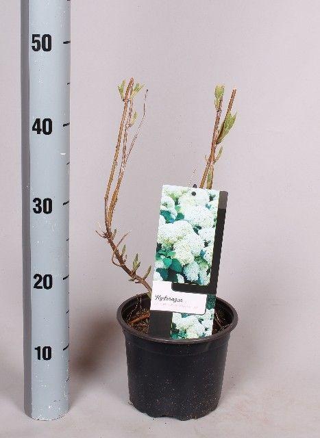 <h4>Hydrangea Arborescens 'Annabelle' 17 cm</h4>