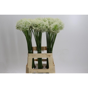 Allium Mount Everest