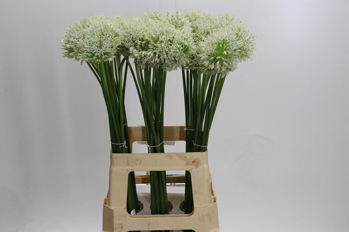 <h4>Allium Mount Everest</h4>