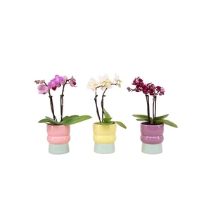 Nova Mix Tiny Dolls Mix 2T10+ Aqu@