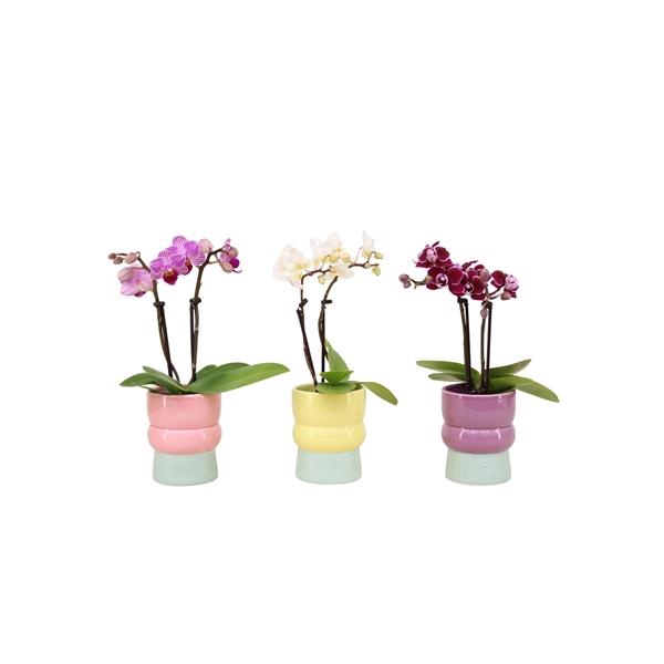 <h4>Nova Mix Tiny Dolls Mix 2T10+ Aqu@</h4>