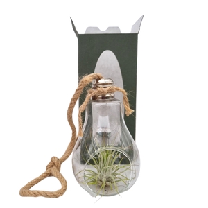 ARR TILLANDSIA