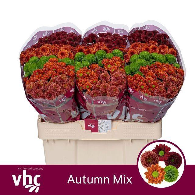 <h4>CHR SAN AUTUMN MIX</h4>