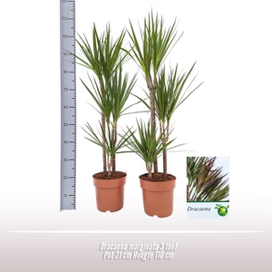 Dracaena marginata 3 toef