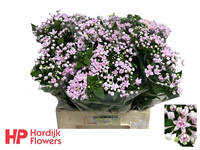 <h4>BOU DU PRINCIE IMP</h4>