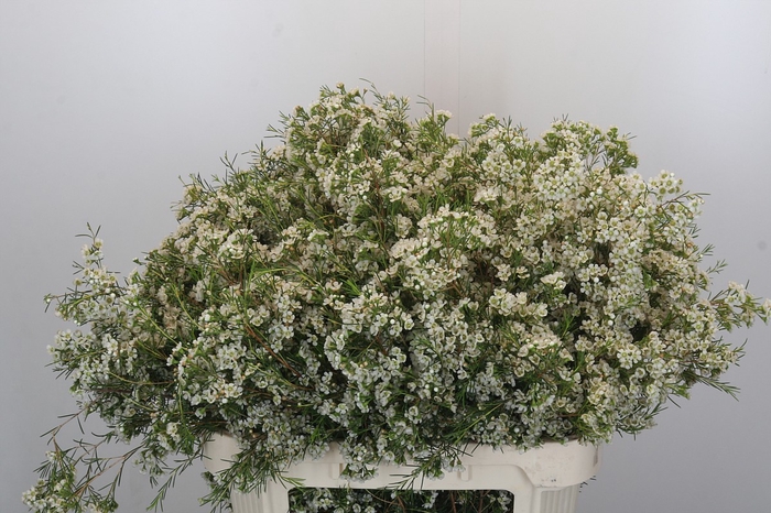 Chamelaucium Blizzard