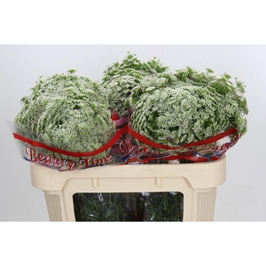 Ammi Visnaga Casablanca