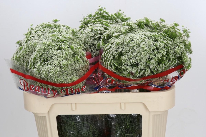 Ammi Visnaga Casablanca