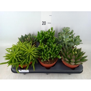 Succulents   ...mix 4