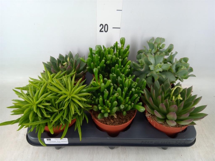 <h4>Succulents   ...mix 4</h4>