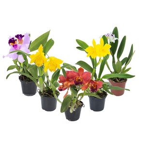 ORQUIDEA CATTLEYA P15