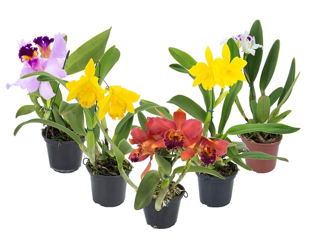 ORQUIDEA CATTLEYA P15