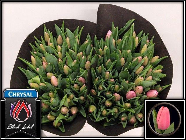 <h4>TU EN TRESOR</h4>