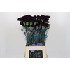 Dianthus St Florigene Moonvista
