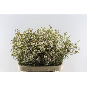 Chamelaucium White Maya