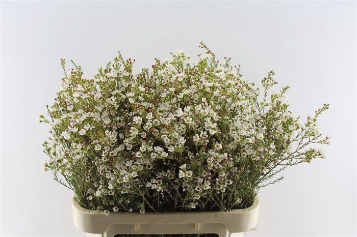 <h4>Chamelaucium White Maya</h4>