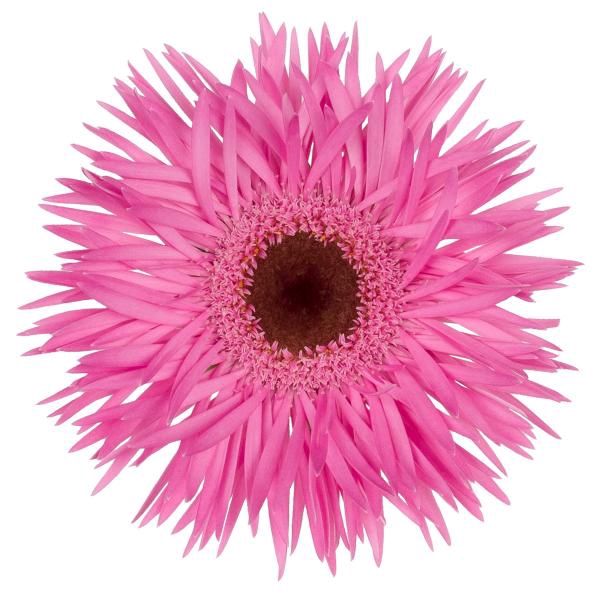 GE MI BOUQUET