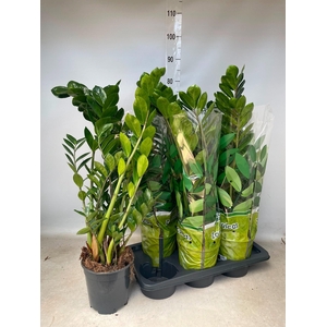 ZAMIO ZAMIIFOLIA