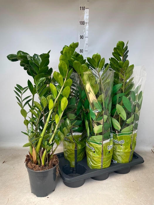 <h4>ZAMIO ZAMIIFOLIA</h4>