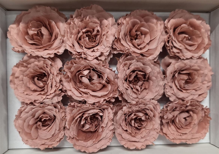 Ro Pres Rom Mini Pink Dusty