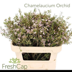 CHAME UN ORCHID