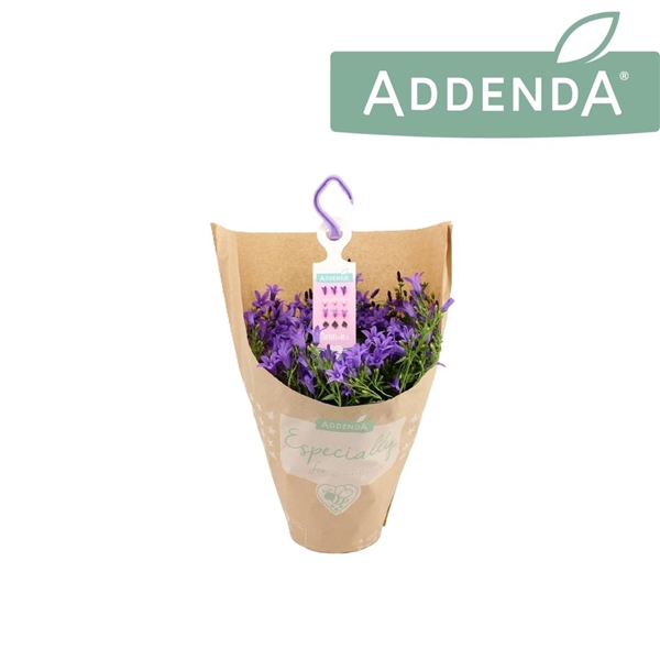 <h4>Campanula Ambella Purple Hangpot in Kraft</h4>