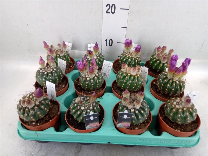 <h4>Cactus   ...</h4>