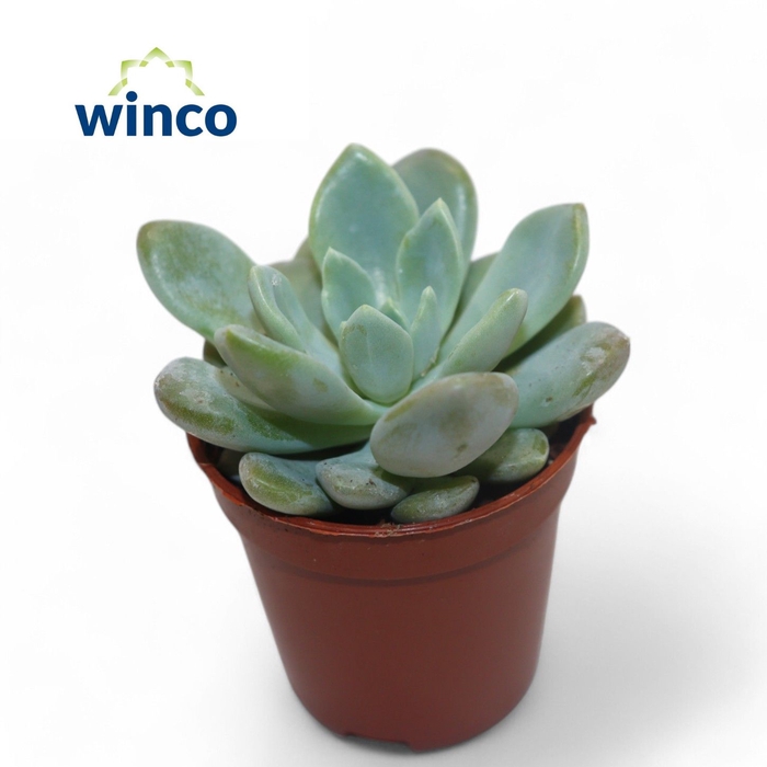 <h4>Echeveria Elegance</h4>