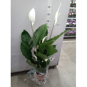 Spathiphyllum  'Sweet Sebastiano'