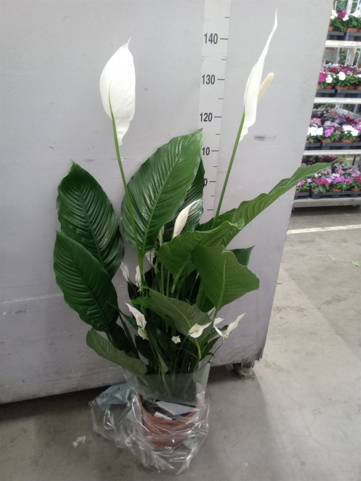 <h4>Spathiphyllum  'Sweet Sebastiano'</h4>