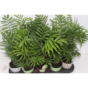 CHAMAEDOREA ELEGANS P11