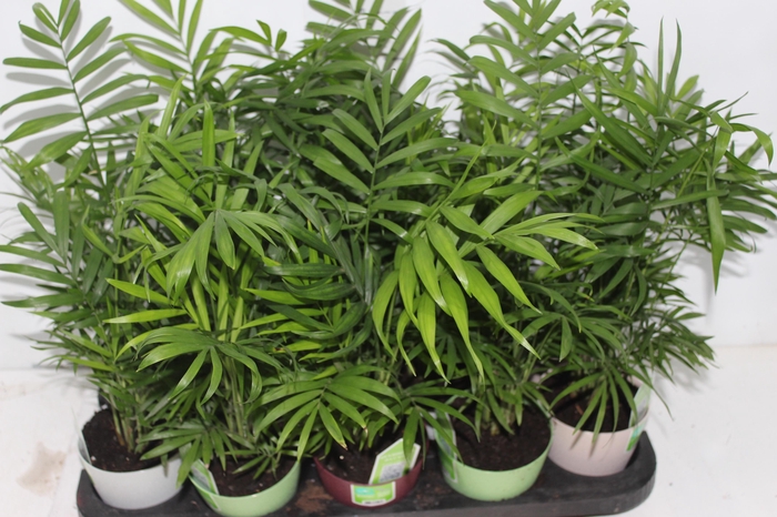 <h4>CHAMAEDOREA ELEGANS P11</h4>