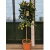 Citrus Limon stam veel gele vruchten