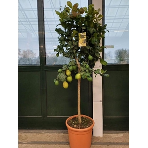 Citrus Limon stam veel gele vruchten