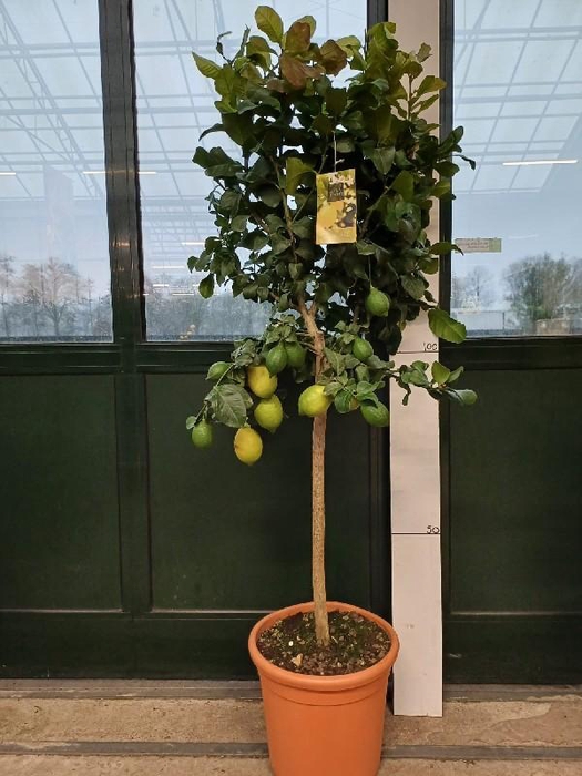 <h4>Citrus Limon stam veel gele vruchten</h4>