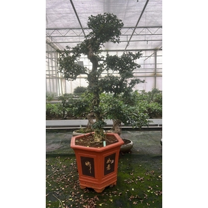 Carmona macrophylla, pot 37 cm., height 115 cm. (single item)