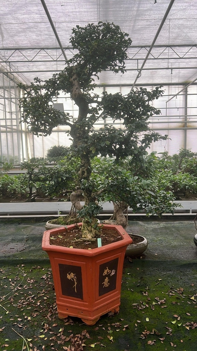 <h4>Carmona macrophylla, pot 37 cm., height 115 cm. (single item)</h4>