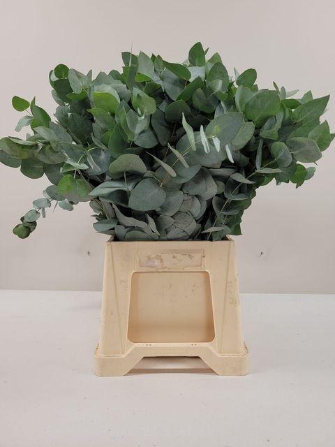 <h4>EUCA CINEREA</h4>