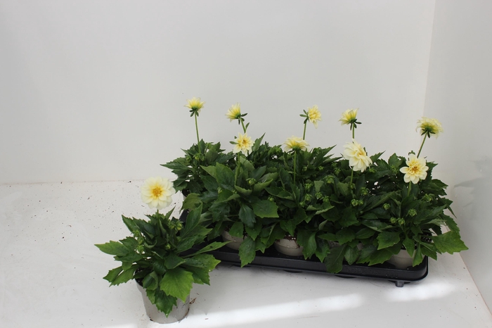 <h4>DAHL L ME GEM</h4>