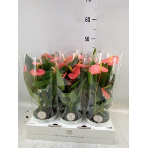 Anthurium andr. 'Livium Orange'