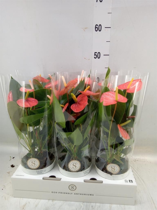 <h4>Anthurium andr. 'Livium Orange'</h4>