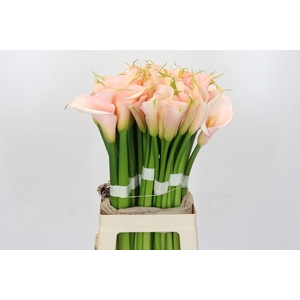 Zantedeschia Eydolls Salmon