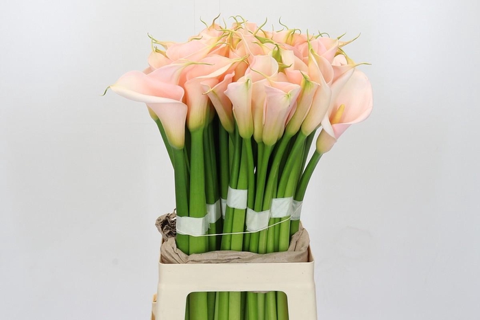 Zantedeschia Eydolls Salmon