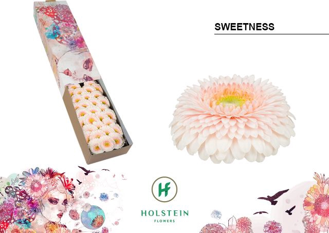 <h4>GE MB GERPONI SWEETNESS Doos x60</h4>