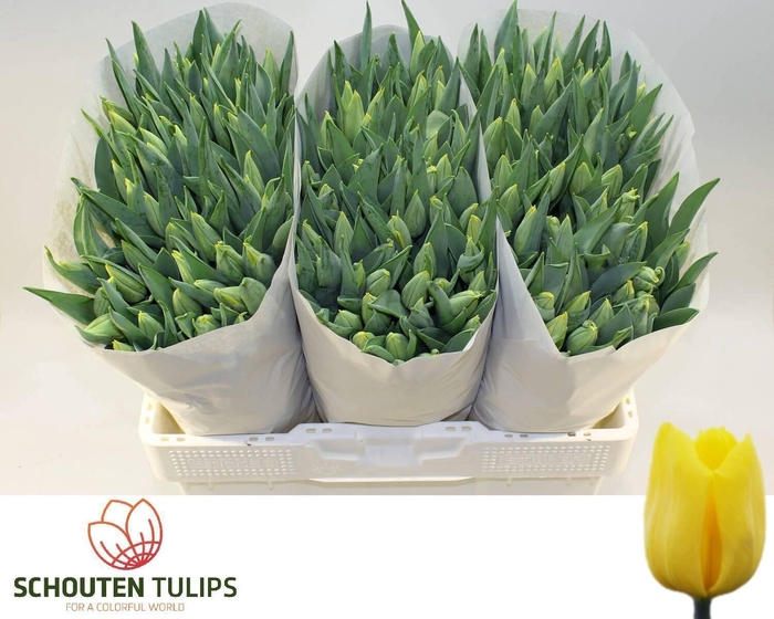 <h4>TU EN STRONG GOLD</h4>