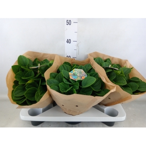 Peperomia albov. 'Rana Verde'